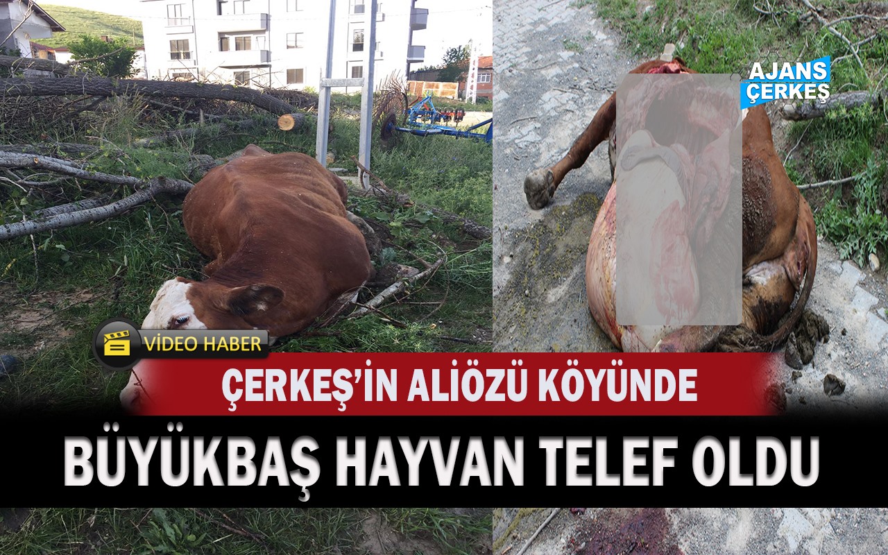 Elektrik Akımına Kapılan Büyükbaş Hayvan Telef Oldu!