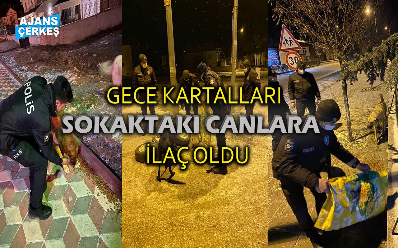 Gece Bekçileri Sokak Hayvanlarına İlaç Oldu