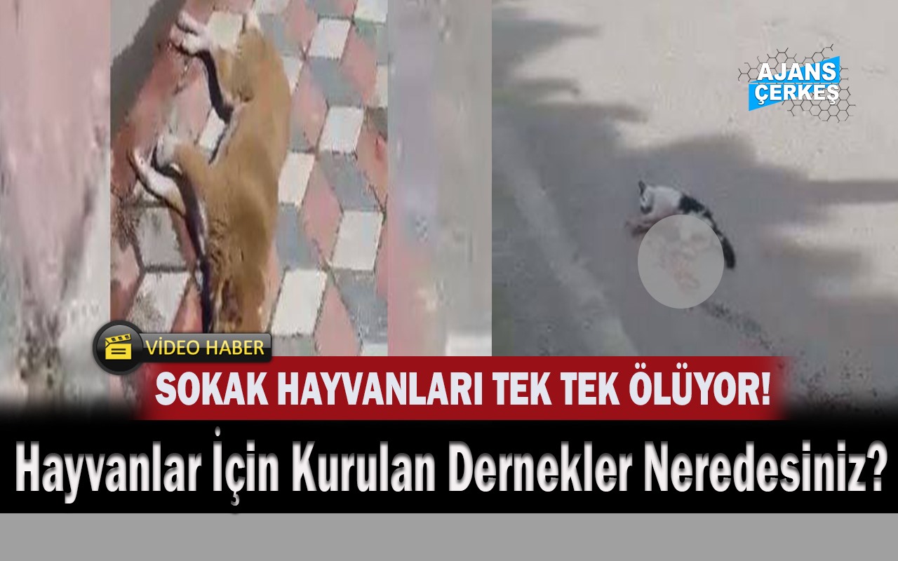 Her Gün Sokak Hayvanları Ölüyor!