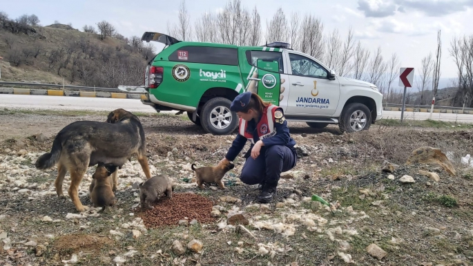 JANDARMA'DAN SOKAK HAYVANLARINA ŞEFKAT ELİ