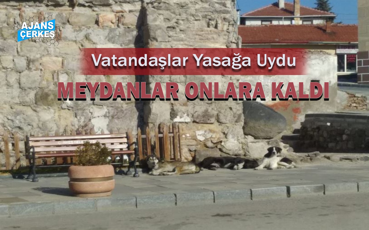 Sokak Hayvanları Kısıtlamanın Keyfini Çıkardı