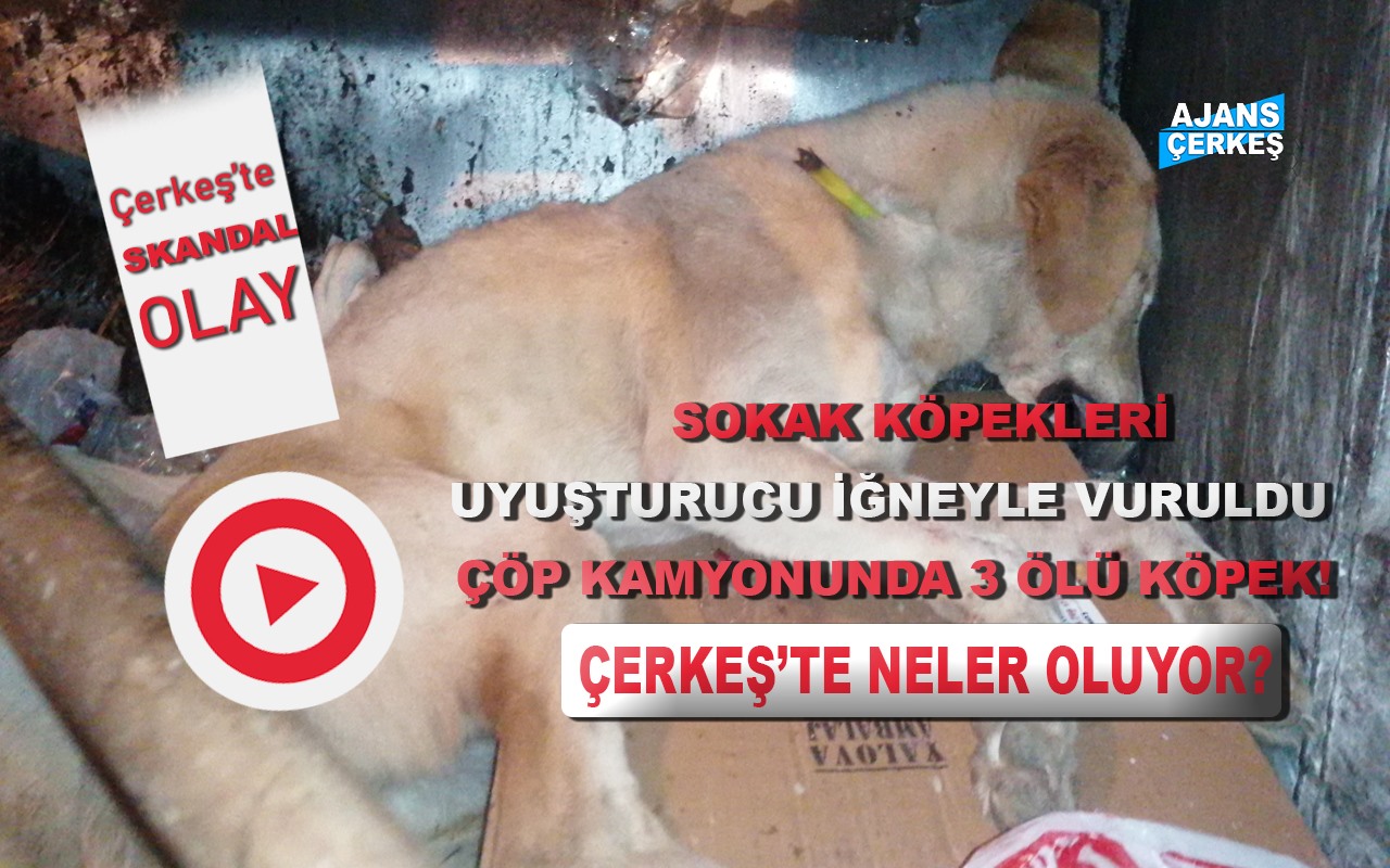 Sokak Köpekleri Uyuşturucu İğneyle Öldürüldü!