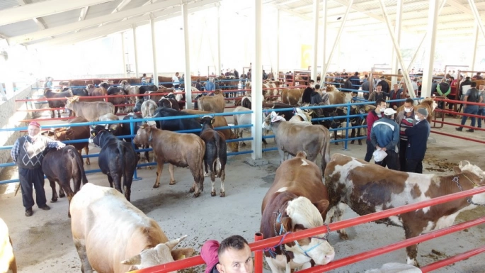 TEDBİR SÜRESİ BİTTİ HAYVAN PAZARI YENİDEN AÇILIYOR