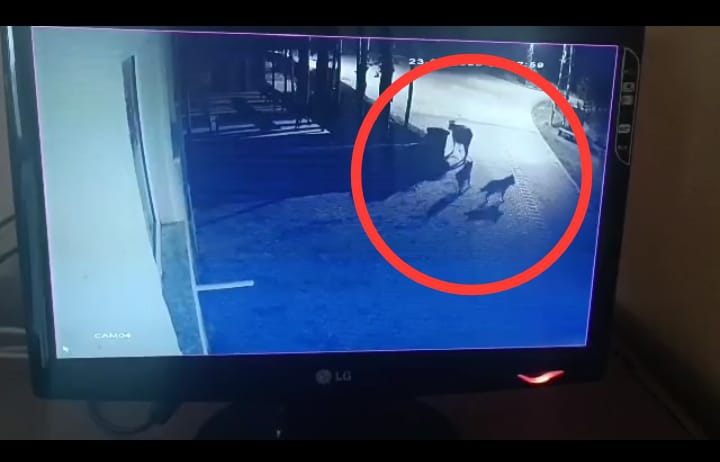 Sürüden Ayrıldı Kurt Kaptı